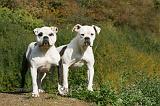 BOULEDOGUE AMERICAIN 336